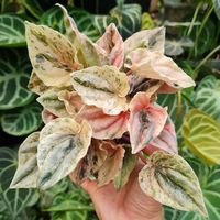 What is Peperomia Pink Lady? How to Care for Peperomia Pink Lady? How to Propagate Pink Lady Peperomia? Why Choose Pink Lady Peperomia?