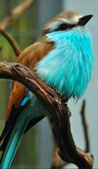 Racket-tailed roller at the San Diego Zoo in California • Pat Ulrich Wildlife Photography