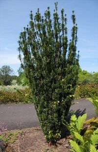 Narrow evergreen trees are a must if you want privacy and year-round interest in a small garden or side yard. Here are the top picks for unique, skinny evergreen trees along with zone, mature height and width and even growth rates for each. 4 of my favorite narrow evergreens from this post are the Green Giant Arborvitae, Pencil Point Juniper, Skyrocket Juniper and Golden Horizon Deodar Cedar. #NarrowTrees #PrivacyTrees #EvergreenTrees #ColumnarTrees