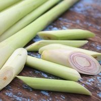 Use the lemongrass stalks to make essential oil by the cold- or hot-infusion method.