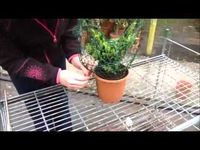 Making up a topiary frame - YouTube