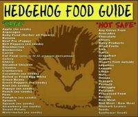 Hedgehog food guide