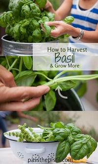 5 Dos and Don't for Planting Herbs. Simple advice to help your container herb garden thrive so you can have fresh herbs any time for any recipe or dish!