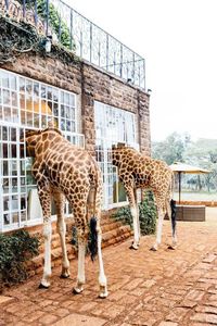 Giraffe Manor Hotel! Just the coolest place ever.