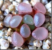 Succulent Plant Information: Haworthia maughanii 'Murasaki Lens' ('Purple Lens'...