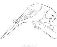 Parrot Care Coloring Page