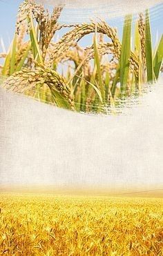 an image of a wheat field taken from the ground