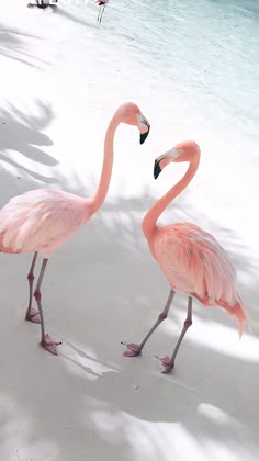 two pink flamingos standing in the sand near water