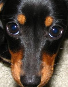 a small black and brown dog with blue eyes