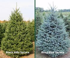 two different types of trees in the same field, one blue and one green with white tips