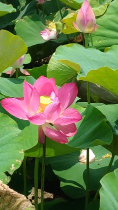 a pink lotus flower is blooming among green leaves