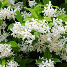 white flowers with green leaves in the background