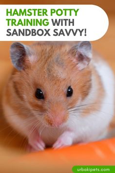 the hamster potty training with sandbox savvy is an excellent way to learn how to use it