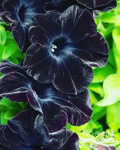 black flowers with green leaves in the background