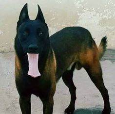 a large black and brown dog with its tongue hanging out standing in front of a wall