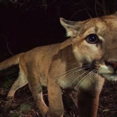 a close up of a mountain lion on the ground