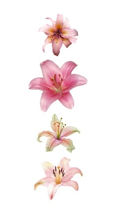 three pink lilies on a white background