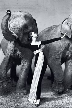 an old black and white photo of some elephants