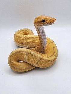 a yellow snake is curled up and ready to be petted by its owner on a white background