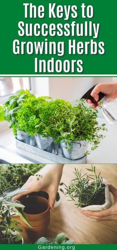 the keys to successfully growing herbs indoors