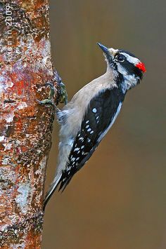 a woodpecker is standing on the side of a tree and has its mouth open