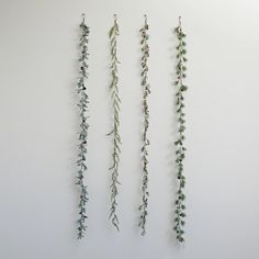 three different types of plants hanging on the wall