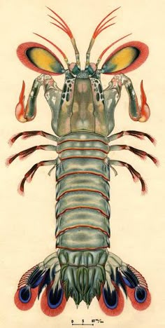 a drawing of a lobster with red, yellow and blue stripes on it's back legs