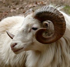 a ram with long horns standing in the grass