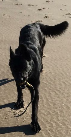 a black dog is on the beach with a frisbee in it's mouth