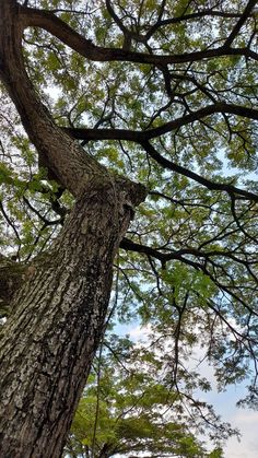 the top of a large tree with lots of green leaves on it's branches