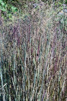 some very pretty purple plants in the grass