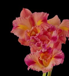 two pink and yellow flowers on a black background