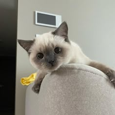 a cat sitting on the back of a couch with a yellow tag in it's ear