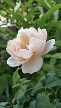 a pink flower with green leaves in the background