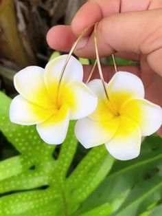 two white and yellow flowers being held by someone