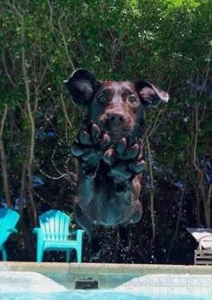 a dog jumping into a pool to catch a frisbee