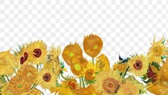 sunflowers are arranged in a row on a transparent background