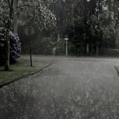 an empty street in the rain with trees and bushes