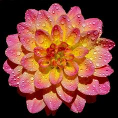 a pink and yellow flower with water droplets on it