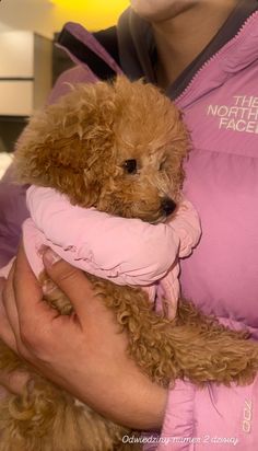 a woman holding a brown poodle wearing a pink coat and smiling at the camera