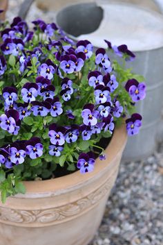 purple pansies are growing in a clay pot