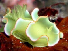 a close up of a green and white sea anemone on the ocean floor