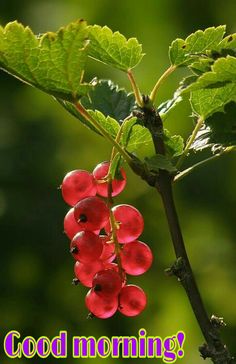 some red berries hanging from a tree branch with green leaves in the backround