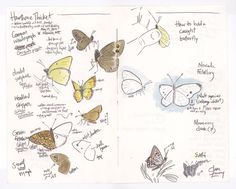 an open book with drawings of butterflies on it