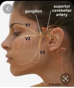 Nerve Anatomy, Craniosacral Therapy, Facial Nerve, Dental Anatomy, Facial Anatomy, Cranial Nerves, Brain Anatomy, Human Body Anatomy, Facial Aesthetics