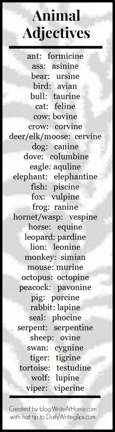 an animal print poster with the words animal archivess written in black and white on it