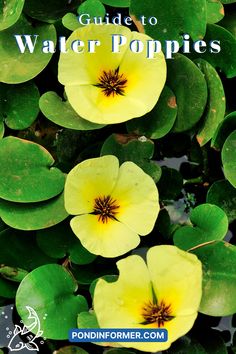 yellow flowers and green leaves with the words guide to water poopies on it