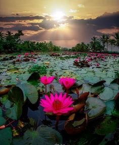 the sun is setting over water lilies and palm trees