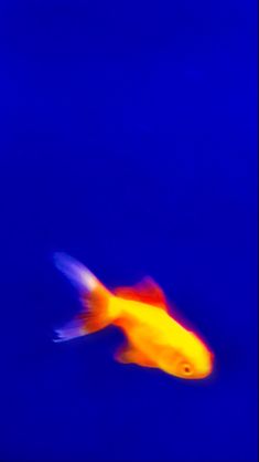 a goldfish swimming in the blue water