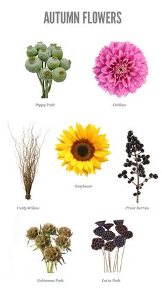 the different types of flowers are shown in this poster